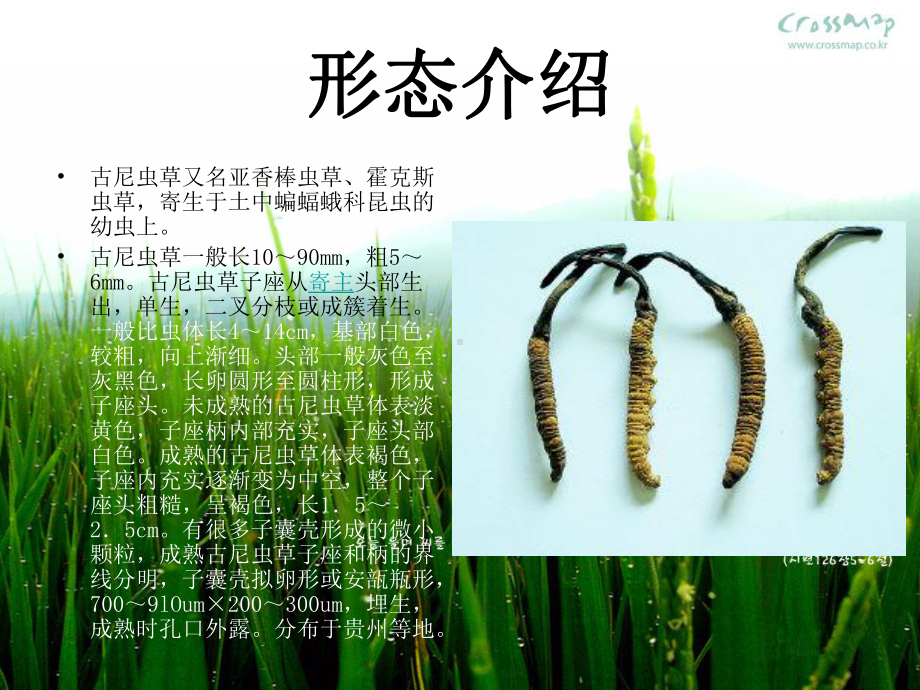 《古尼虫草讲座》课件.ppt_第3页