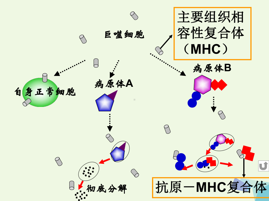 高中生物第三章免疫系统与免疫功能32特异性反应(免疫应答)(第2课时)浙科版必修3课件.ppt_第2页