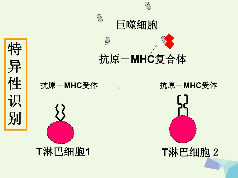 高中生物第三章免疫系统与免疫功能32特异性反应(免疫应答)(第2课时)浙科版必修3课件.ppt_第3页