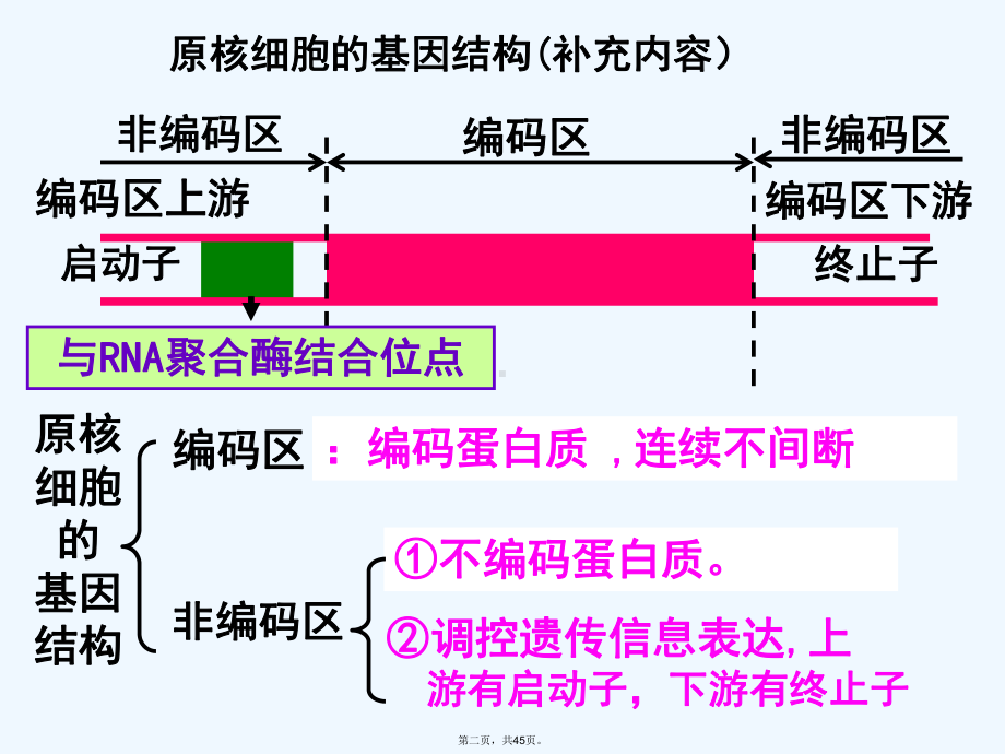 基因工程的基本操作程序新人教版选修课件.ppt_第2页