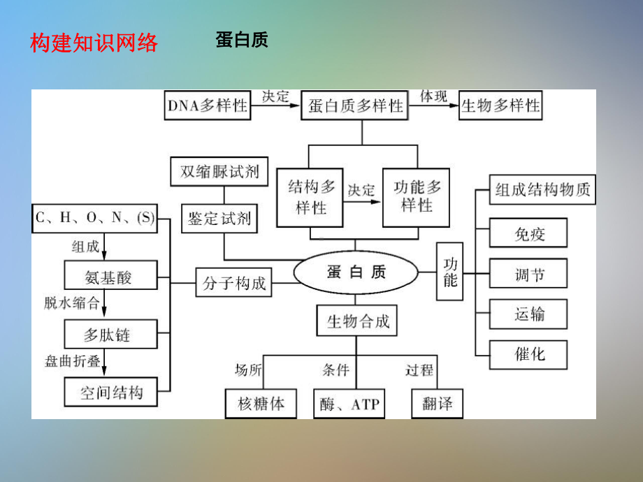 一轮复习蛋白质课件.pptx_第2页