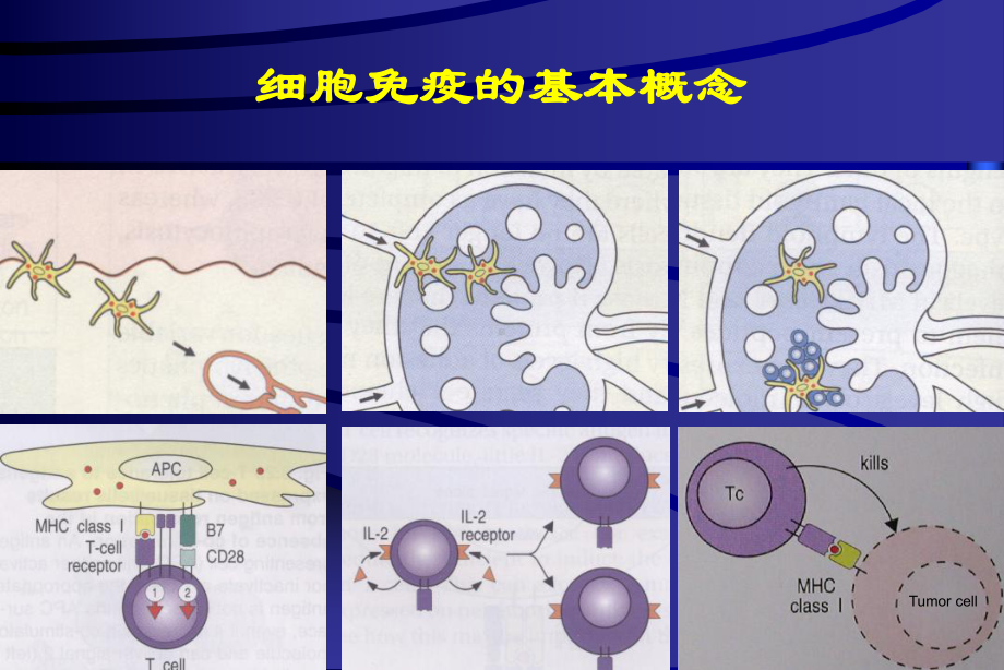 肿瘤的生物治疗复旦大学课件.ppt_第3页