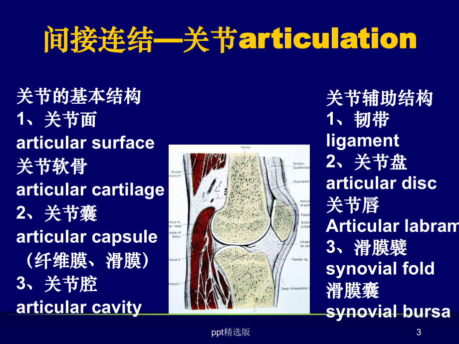 关节解剖图谱+1课件.ppt_第3页