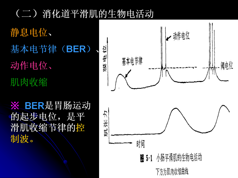 中医药基础医学免疫学课件-消化和吸收.ppt_第3页