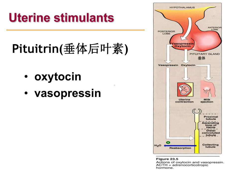 子宫兴奋药对离体大鼠子宫的作用张世红课件.ppt_第3页