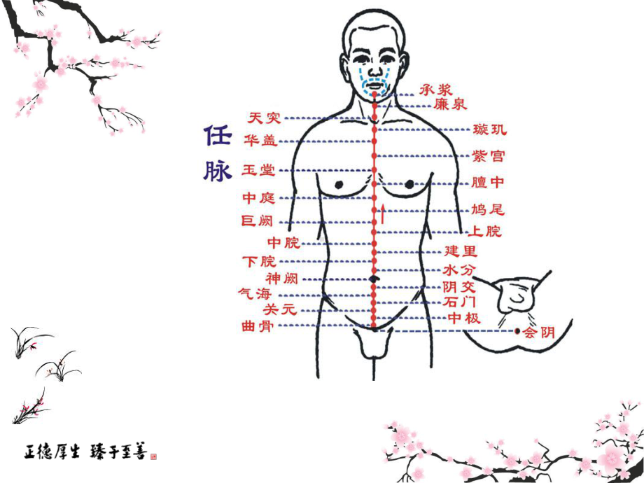 十二经络穴位图鉴课件.ppt_第3页