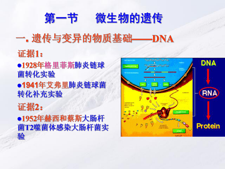 第6章微生物遗传与变异课件.ppt_第3页