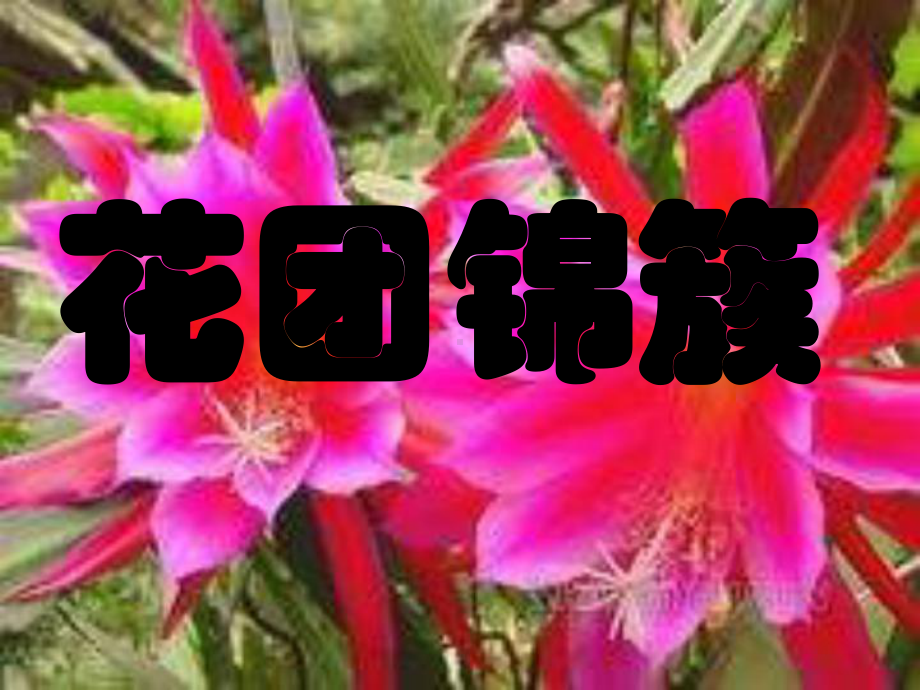 湘教版美术四下《花团锦簇》课件.ppt_第1页