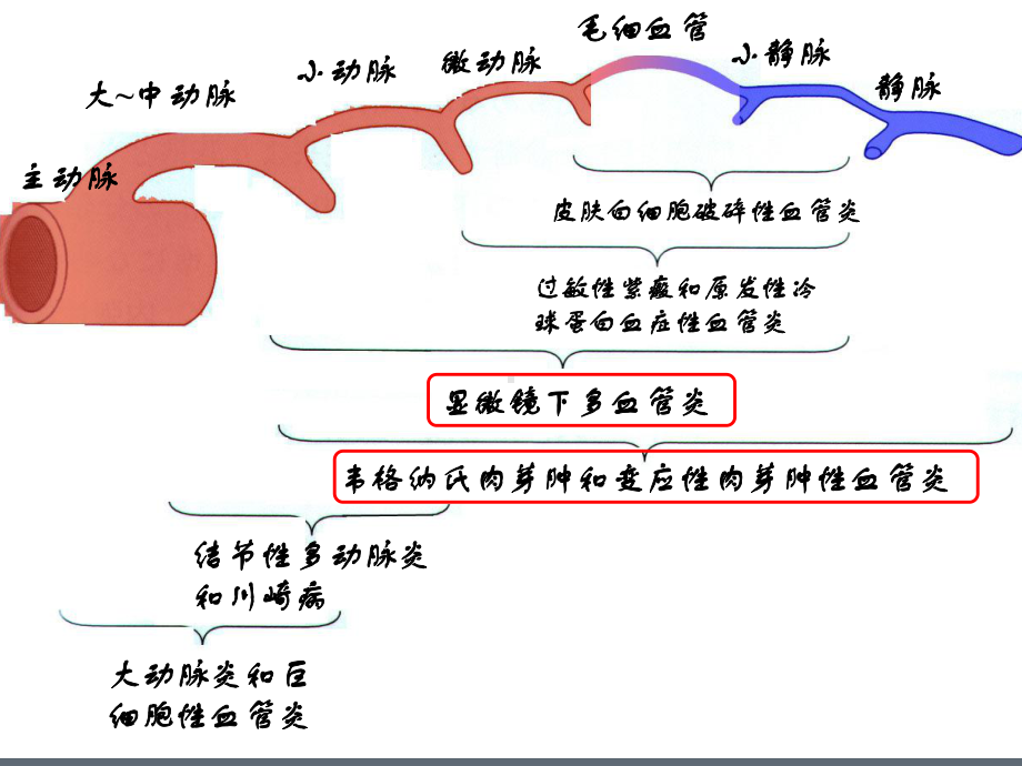 ANCA相关性小血管炎-课件.ppt_第3页