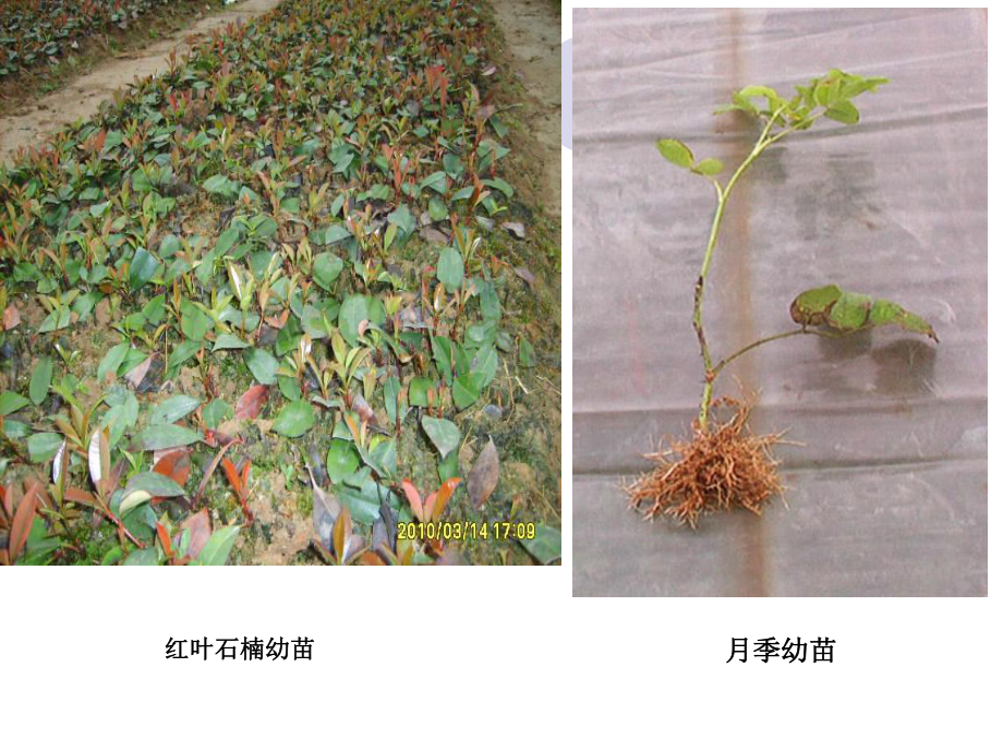 项目二观赏植物扦插育苗课件.ppt_第3页