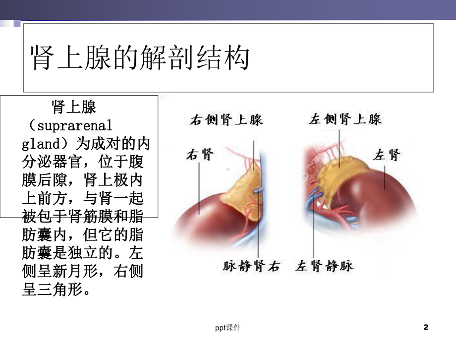 《外科学》肾上腺疾病外科治疗-课件.ppt_第2页