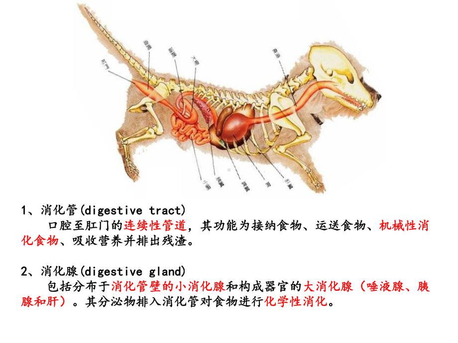 第十二章消化管课件.ppt_第2页