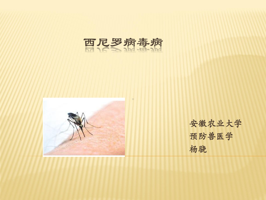 《西尼罗病毒病》课件.ppt_第1页