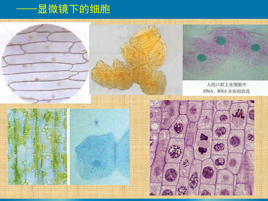 一轮复习《细胞器-系统内的分工合作精编版课件.ppt_第2页