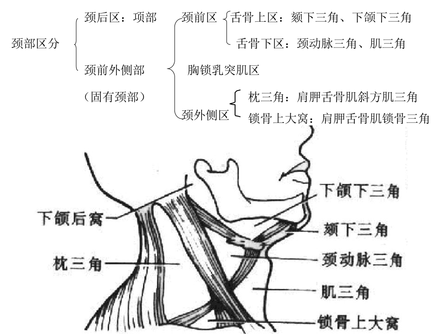 局部解剖颈部课件.ppt_第2页