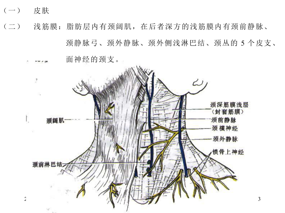 局部解剖颈部课件.ppt_第3页