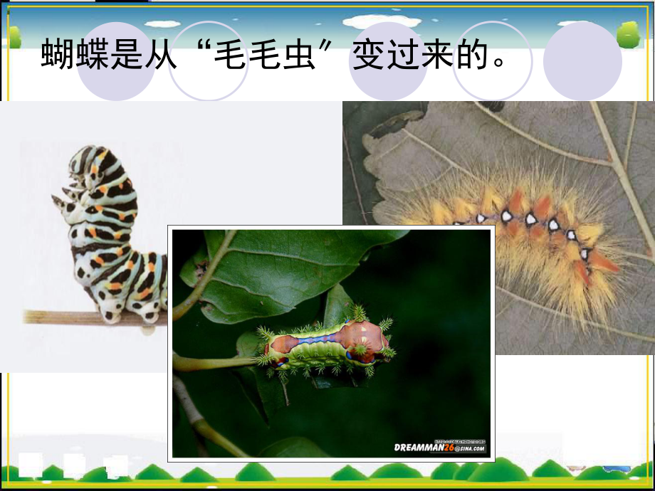 八年级生物动物的生殖和发育1优秀课件.ppt_第2页