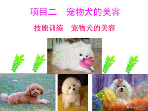 项目一宠物犬的保健课件.ppt