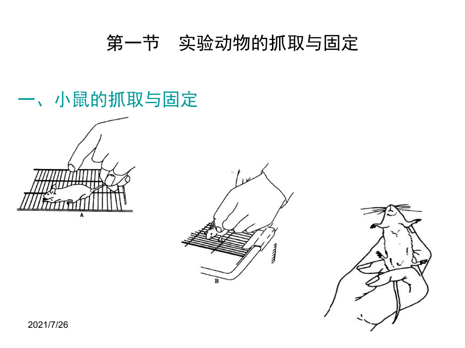 (最新整理)动物实验基本技术和方法课件.ppt_第2页