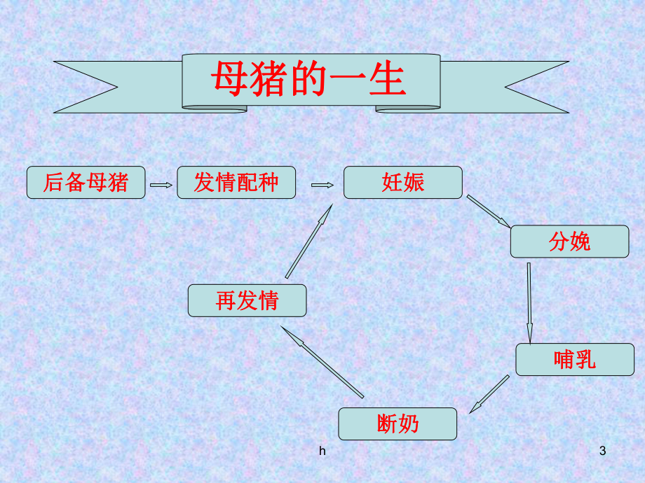 《母猪的饲养管理》课件.ppt_第3页