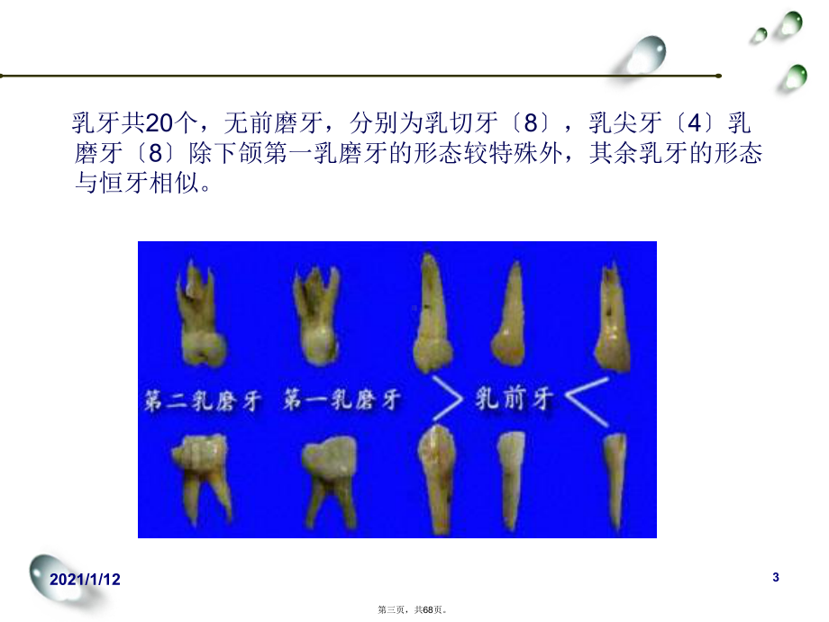 口腔解剖生理学乳牙的解剖形态课件.ppt_第3页