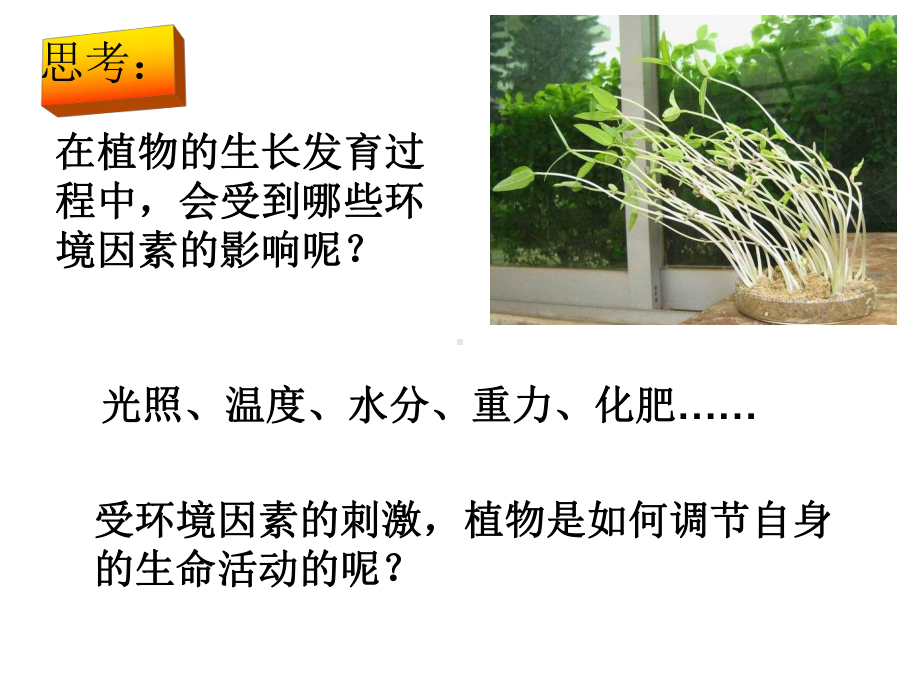 八年级上《植物生命活动的调节》课件浙教版2.ppt_第2页