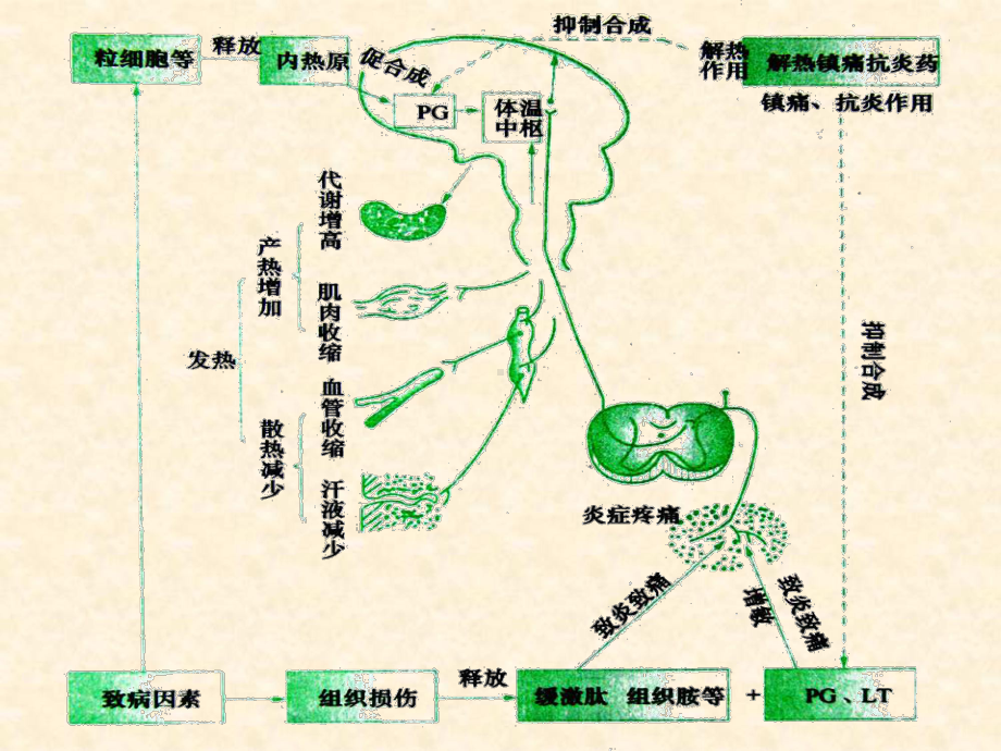 第6章解热镇痛药和非甾体抗炎药课件.ppt_第2页