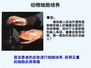 动物细胞工程上课课件.ppt