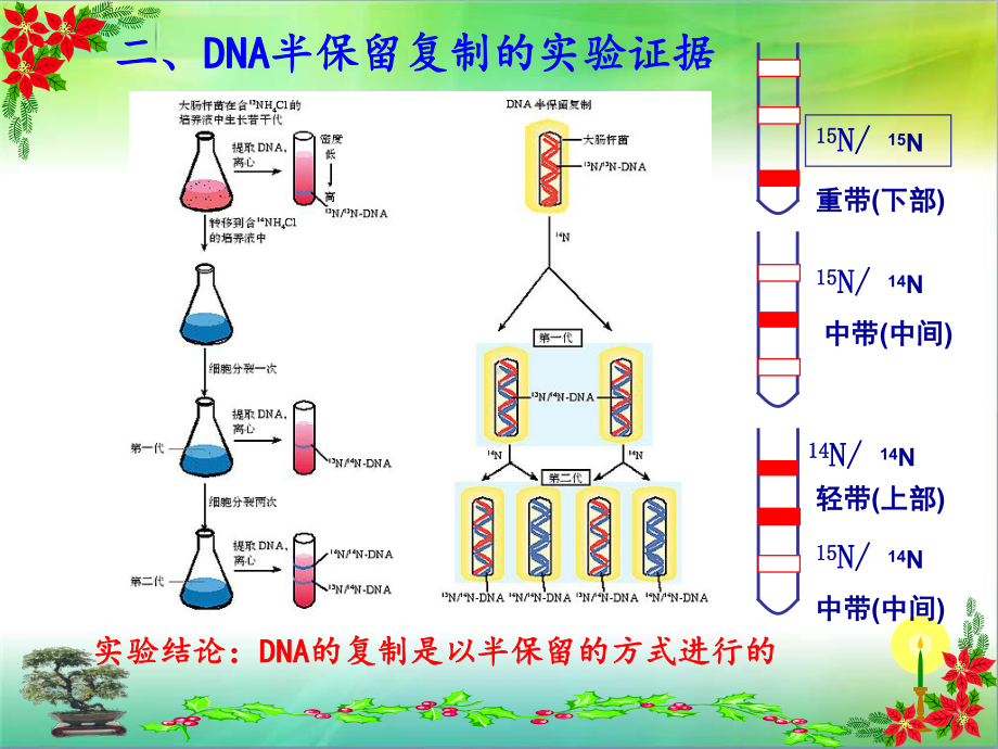 DNA的复制(动画)课件.ppt_第3页