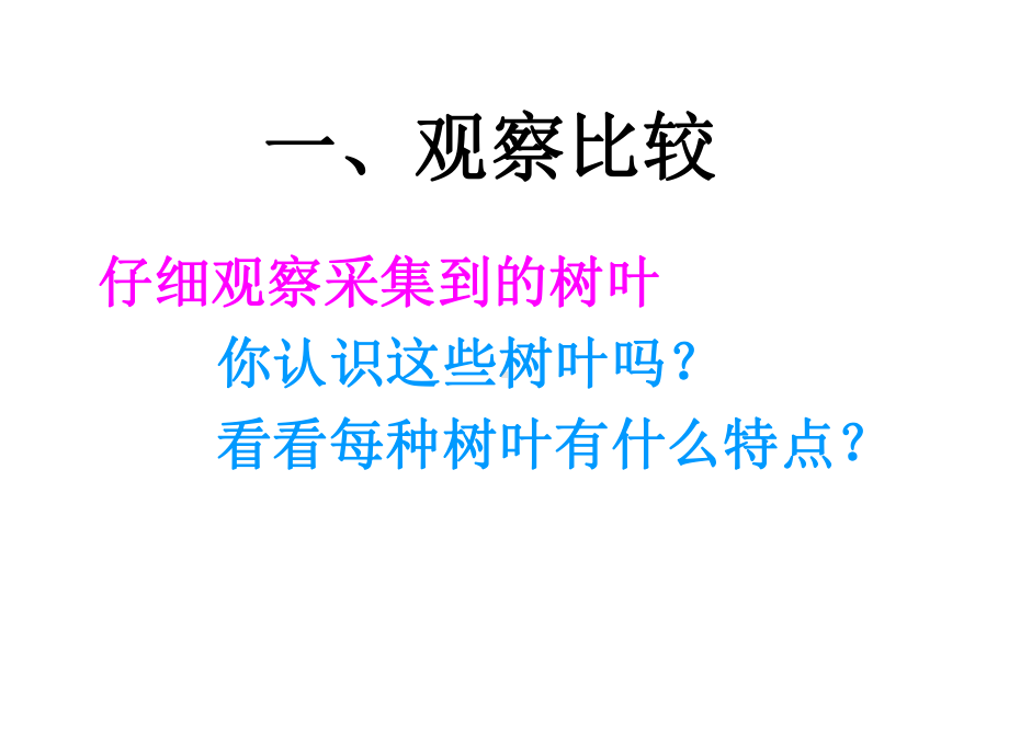 六年级上册数学：树叶中的比课件.ppt_第2页