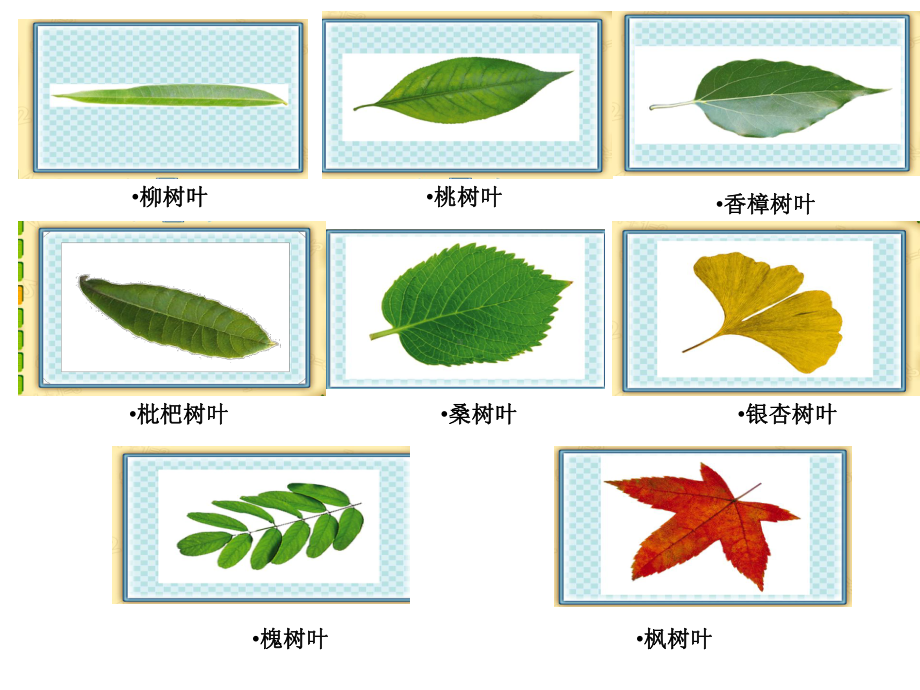 六年级上册数学：树叶中的比课件.ppt_第3页