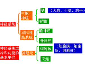 人体通过神经系统和内分泌系统调节生命活动课件.ppt