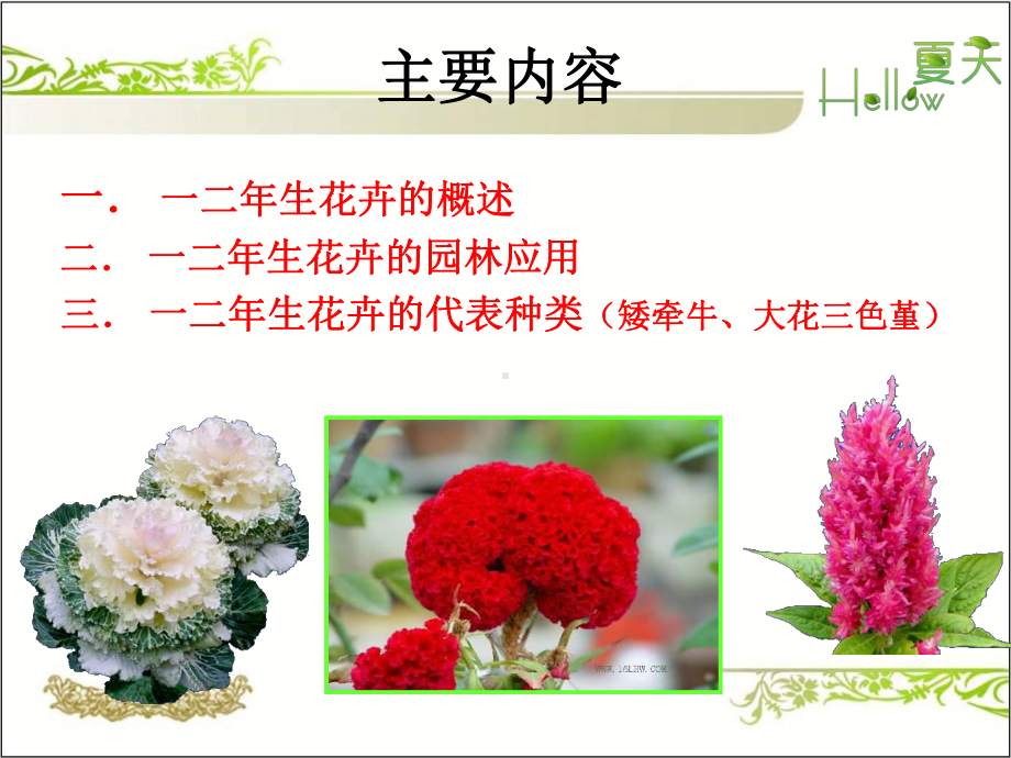 一二年生花卉识别课件.ppt_第2页