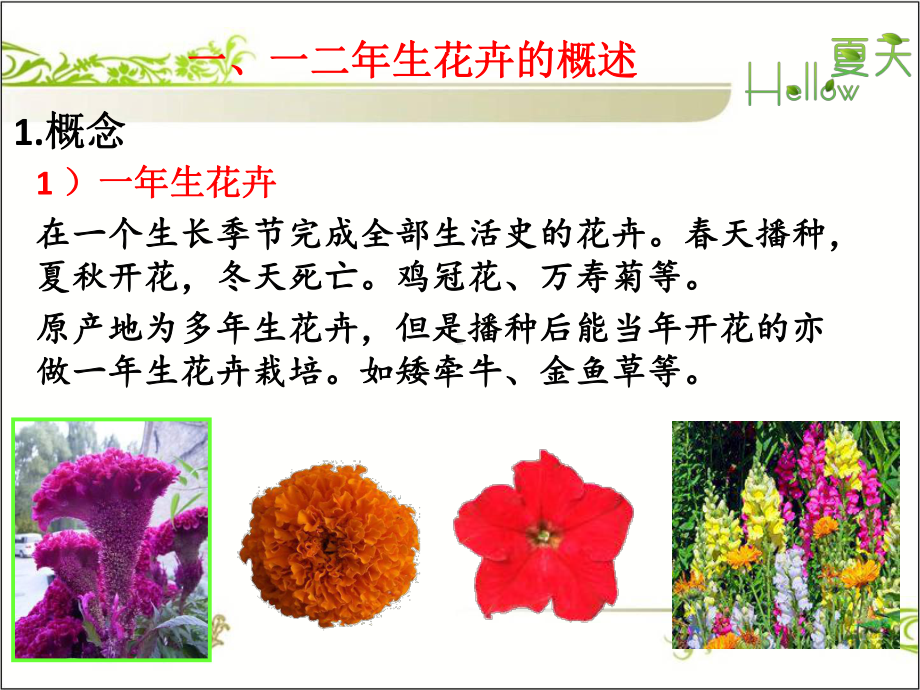 一二年生花卉识别课件.ppt_第3页