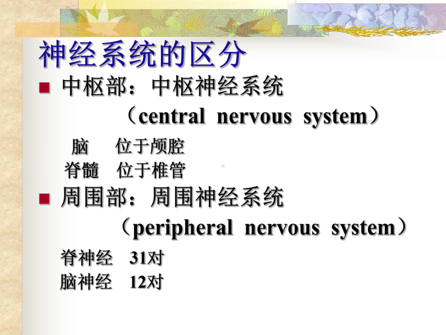 《神经系总论》课件.ppt_第3页