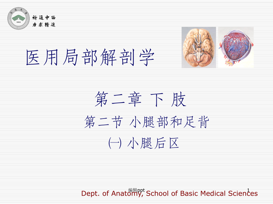 医用局部解剖学小腿后区课件.ppt_第1页