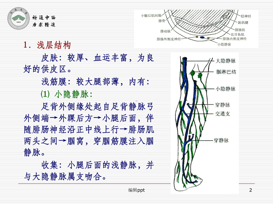 医用局部解剖学小腿后区课件.ppt_第2页