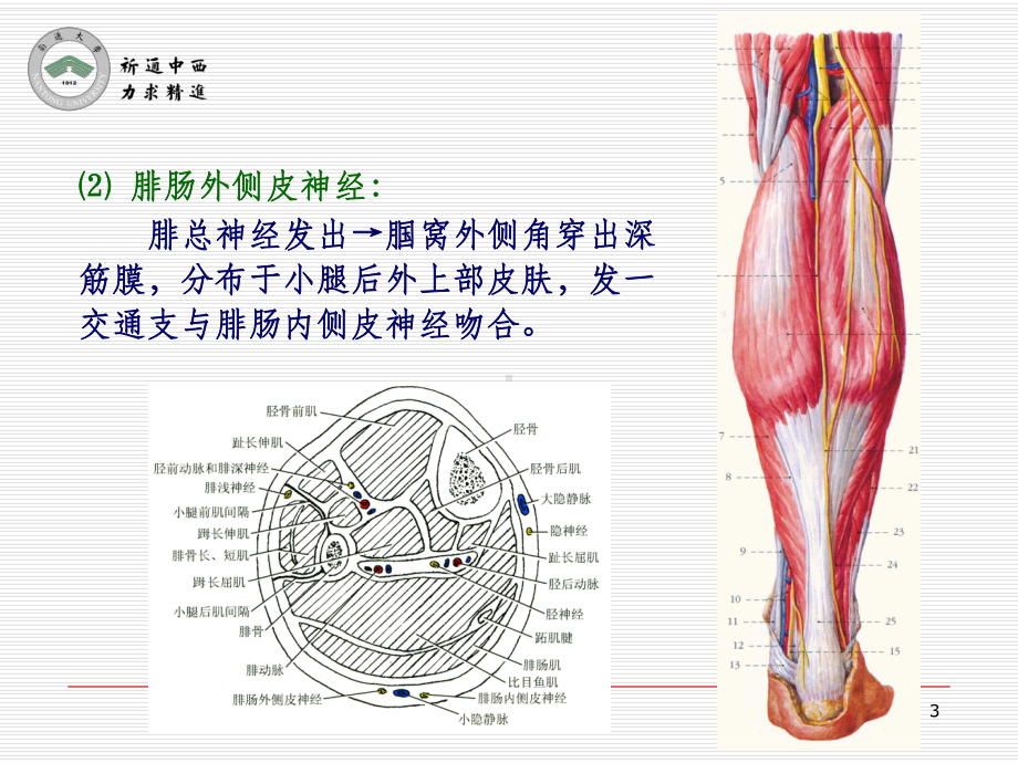 医用局部解剖学小腿后区课件.ppt_第3页