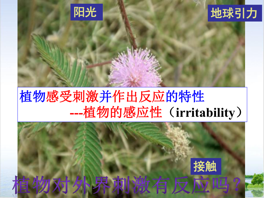 八年级下科学《植物生命活动的调节》优质课件浙教版.ppt_第3页