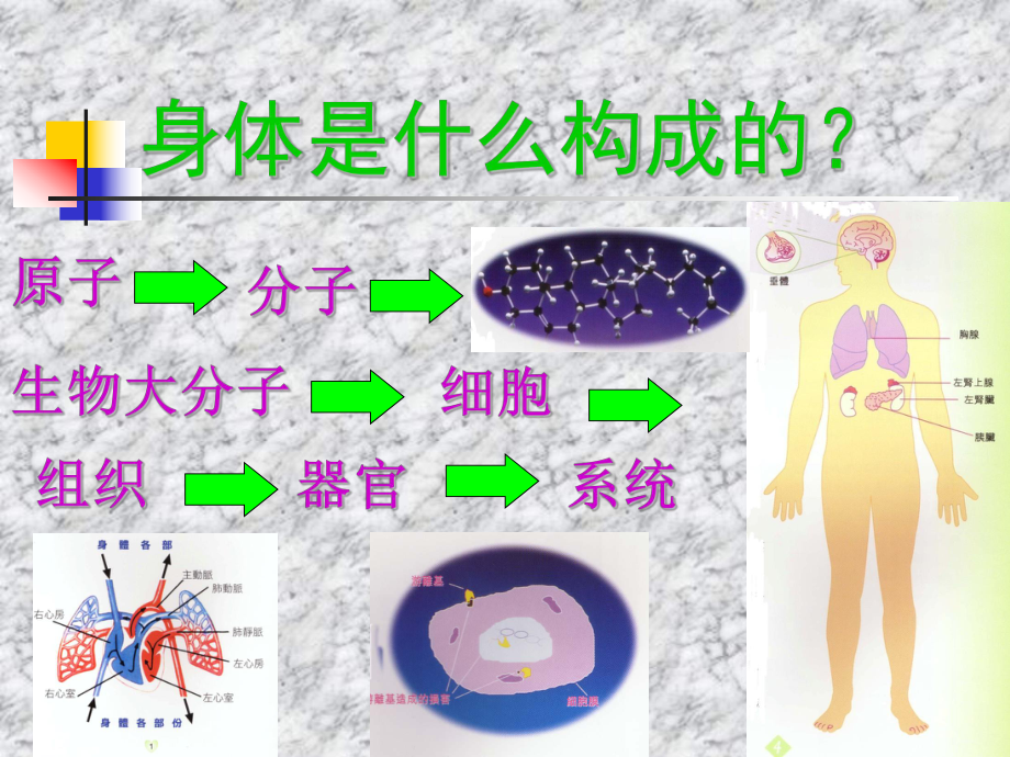 人体九大系统全解资料课件.ppt_第2页