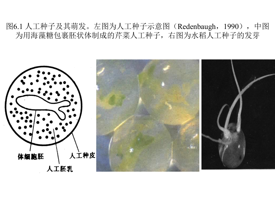 《人工种子的研制》课件.ppt_第3页