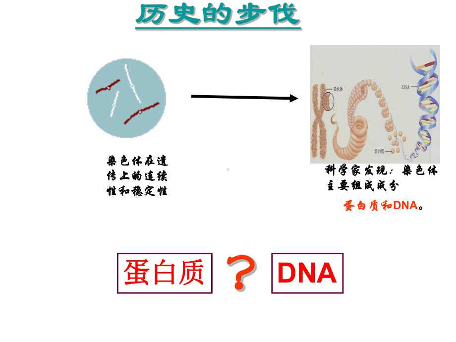 (上课)DNA是主要的遗传物质一轮复习课件-资料.ppt_第2页