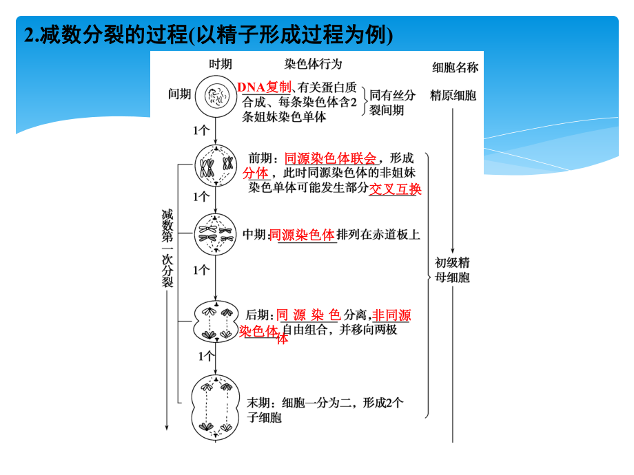 动物精子和卵细胞形成过程及受精作用课件.ppt_第3页