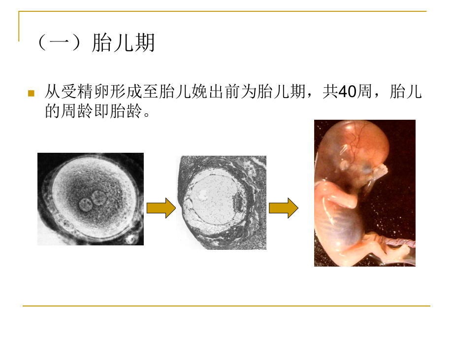 人体发育规律课件.ppt_第3页