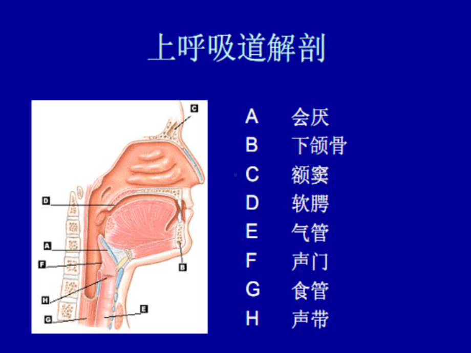 气道开放与气管插管课件.ppt_第3页