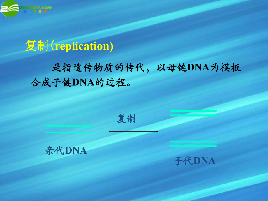 高考生物竞赛 DNA的生物合成课件.ppt_第2页