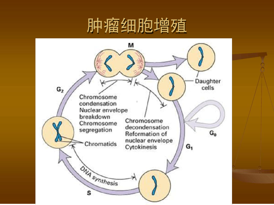 化疗药的使用顺序及机理课件.ppt_第2页