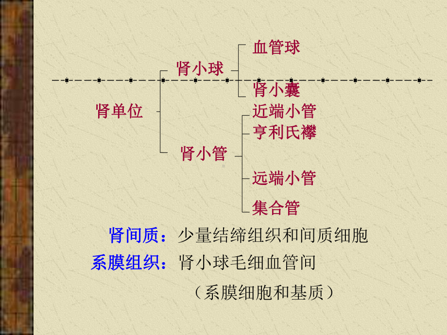 （实用课件）肾脏病总论 瑞金肾病.ppt_第3页