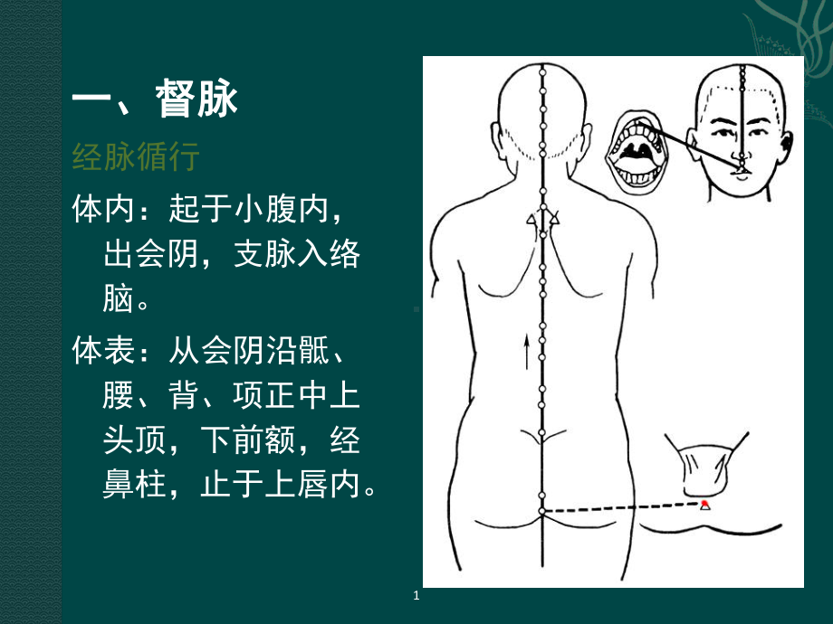 十四经腧穴及常用奇穴课件.ppt_第2页