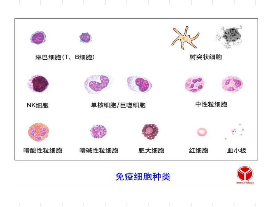 T细胞表型及脾细胞分离课件.ppt_第2页